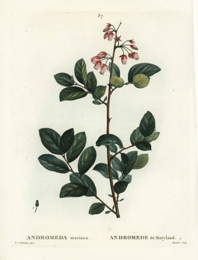 Pieris mariana, Andromeda mariana door Pierre Joseph Redouté