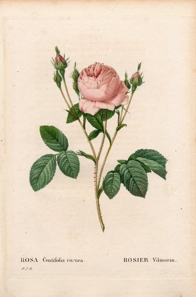 Roze Vilmorin, Rosa centifolia Vilmorin door Pierre Joseph Redouté