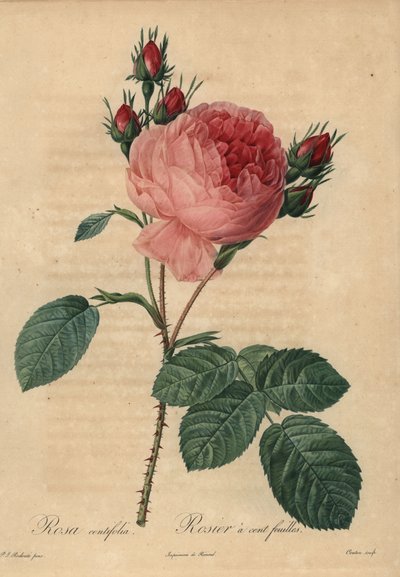 Roze koolroos of Provence roos, Rosa centifolia door Pierre Joseph Redouté
