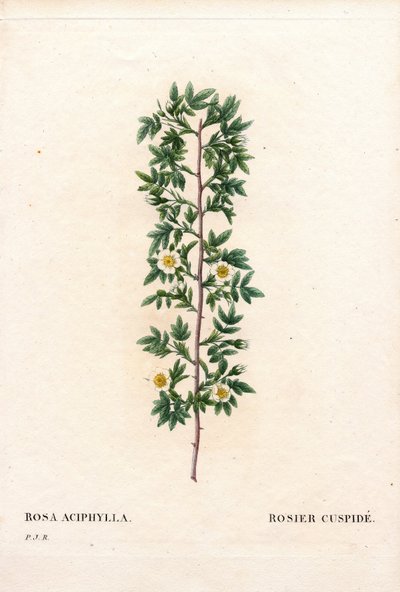 Roze cuspidate, Rosa canina variëteit door Pierre Joseph Redouté