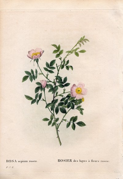 Roze heggenroos, Rosa aggrestis variëteit, Roos van de heggen met roze bloemen. Handgekleurde stipple kopergravure uit Pierre Joseph Redoute