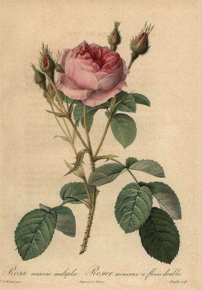 Roze mosroos, Rosa centifolia f. muscosa door Pierre Joseph Redouté