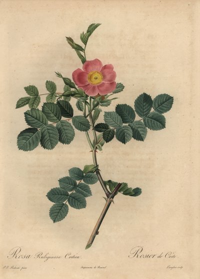 Roze hondsroos, Rosa rubiginosa door Pierre Joseph Redouté