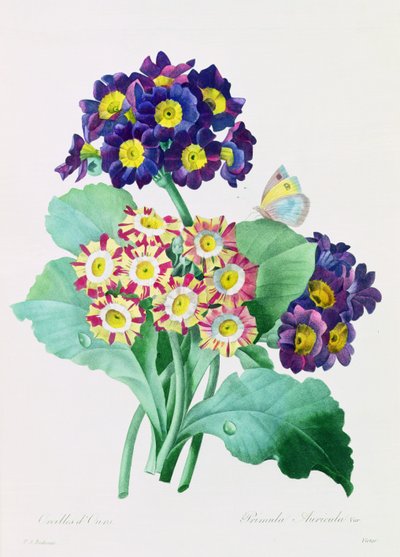 Primula Auricula door Pierre Joseph Redouté