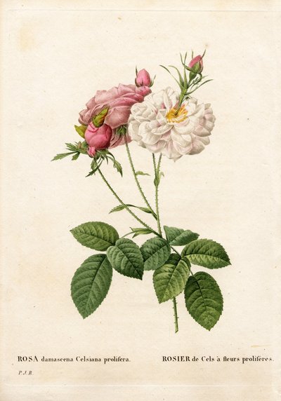 Proliferous Cels roos, Rosa damascena var. incarnata-maxima, Cels roos heeft prolifererende bloemen. Handgekleurde stipple kopergravure uit Pierre Joseph Redoute