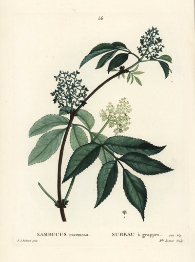 Rode vlierbes of roodbes-vlier, Sambucus racemosa. Handgekleurde stipple gravure door Miss Brenet naar een illustratie van Pierre-Joseph Redoute uit Henri Louis Duhamel du Moncel