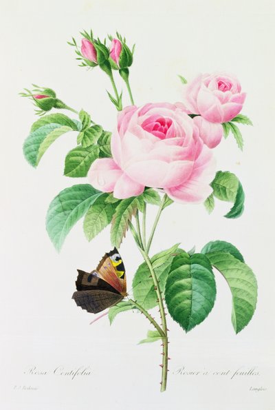 Rosa Centifola door Pierre Joseph Redouté