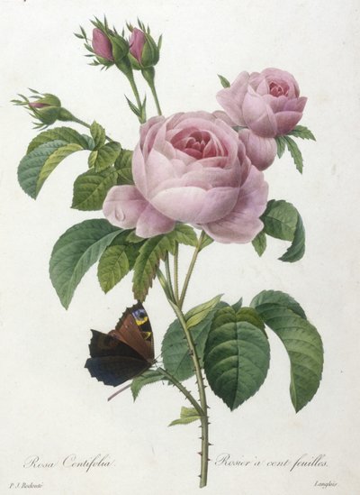 Rosa Centifolia, Rosier a cent feuilles, uit Choix Des Plus Belle Fleurs et des Plus Beaux Fruits, 1827 door Pierre Joseph Redouté