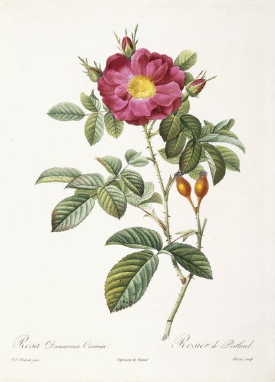 Rosa Damascena Coccina door Pierre Joseph Redouté