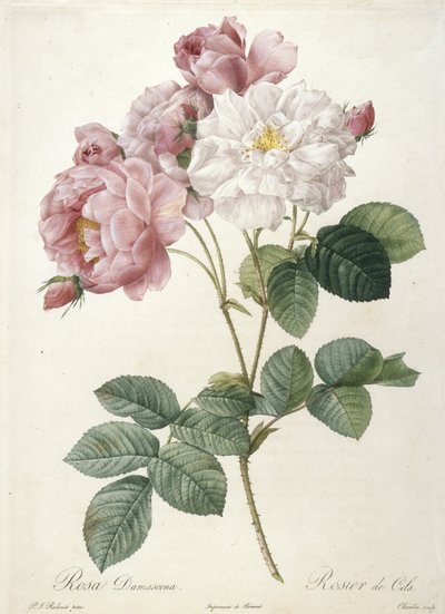 Rosa Damascena, Rosier de Cels, uit Les Roses, 1817-24 (handgekleurde stipple gravure) door Pierre Joseph Redouté