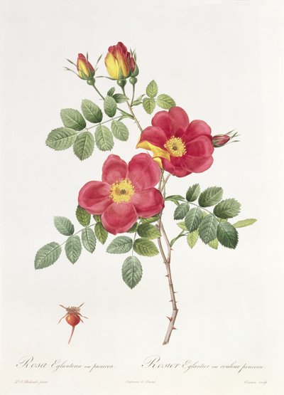 Rosa Eglantera Punicea door Pierre Joseph Redouté