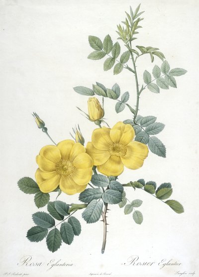Rosa Eglanteria, Rosier Eglantier, uit Les Roses, 1817-24 (handgekleurde stipple gravure) door Pierre Joseph Redouté