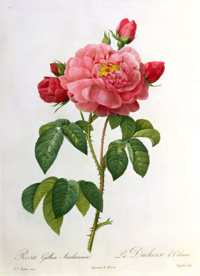 Rosa Gallica Aurelianensis, gegraveerd door Eustache Hyacinthe Langlois (1777-1837) door Pierre Joseph Redouté