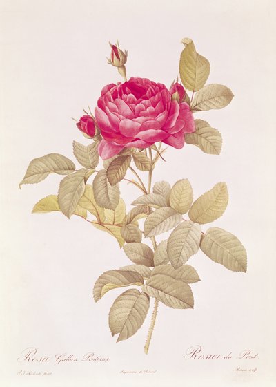 Rosa Gallica Pontiana, uit 