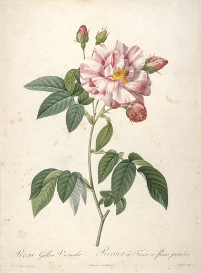 Rosa Gallica Versicolor, Rosier de France a fleurs panachees, uit Les Roses, 1817-24 door Pierre Joseph Redouté