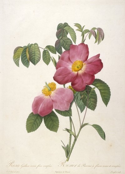 Rosa Gallica rosea flore simplici, Rosier de Provins a fleurs roses et simples, uit La Couronne Des Roses, 1817-24 (handgekleurde stipple gravure) door Pierre Joseph Redouté