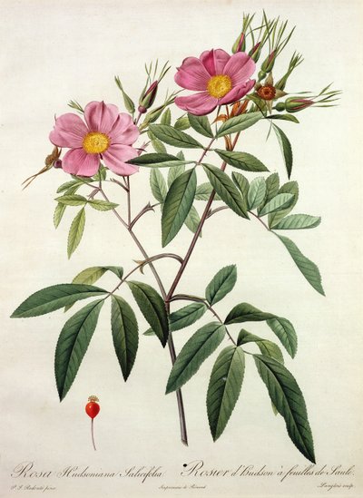 Rosa Hudsoniana Salicifolia, gegraveerd door Langlois, uitgegeven door Remond door Pierre Joseph Redouté