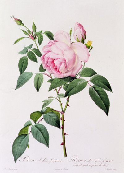 Rosa Indica Fragans door Pierre Joseph Redouté