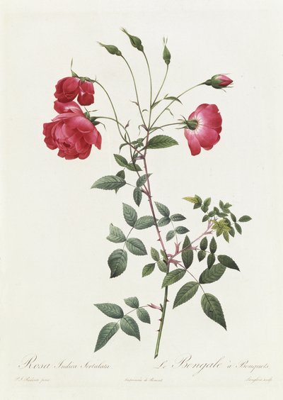 Rosa Indica Sertulata door Pierre Joseph Redouté