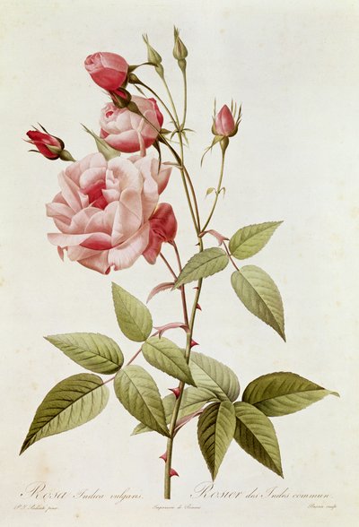 Rosa Indica Vulgaris, uit 