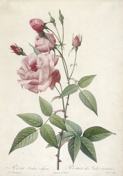 Rosa Indica vulgaris, Rosier des Indes commun, uit Les Roses, 1817-24 (handgekleurde stipple gravure) door Pierre Joseph Redouté