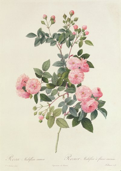 Rosa Multiflora Carnea door Pierre Joseph Redouté