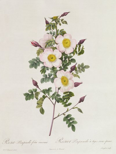 Rosa Pimpinelli-Folia Inermis door Pierre Joseph Redouté