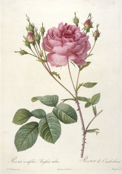 Rosa centifolia Anglica rubra, Rosier de Cumberland, uit Les Roses, 1817-24 (handgekleurde stipple gravure) door Pierre Joseph Redouté