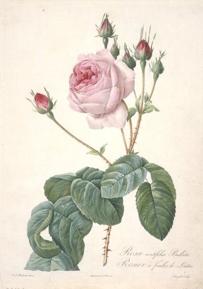 Rosa centifolia Bullata, Rosier a feuilles de Laitue, uit Les Roses, 1817-24 (handgekleurde stipple gravure) door Pierre Joseph Redouté