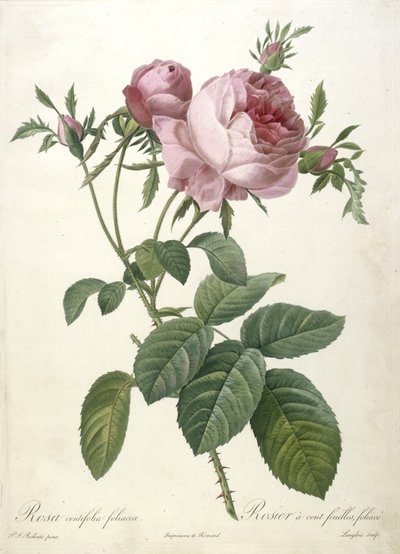 Rosa centifolia foliacea, Rosier a cent feuilles, foliace, uit Les Roses, 1817-24 (handgekleurde stipple gravure) door Pierre Joseph Redouté
