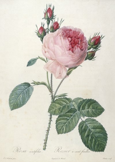 Rosa centrifolia, Rosier a cent feuilles, uit Les Roses, 1817-24 door Pierre Joseph Redouté
