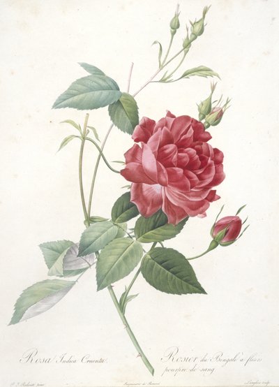 Rosa indica cruenta, Rosier du Bengale a fleurs pourpre de sang, uit Les Roses, 1817-24 (handgekleurde stipple gravure) door Pierre Joseph Redouté