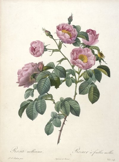 Rosa mollissima, Rosier a feuilles molles, uit Les Roses, 1817-24 (handgekleurde stipple gravure) door Pierre Joseph Redouté