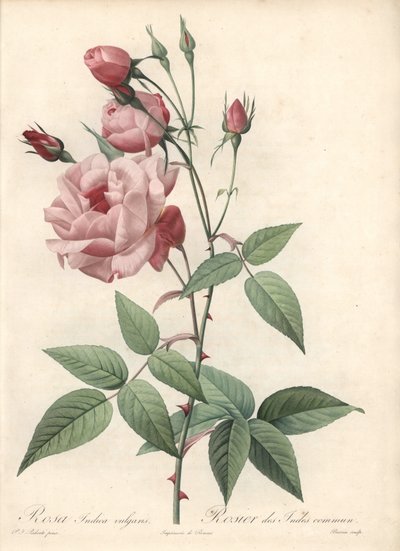 Rose Bengal Rose - Ets van Bessin, gebaseerd op een illustratie van Pierre Joseph Redoute (1759-1840), uit Les Roses door Pierre Joseph Redouté