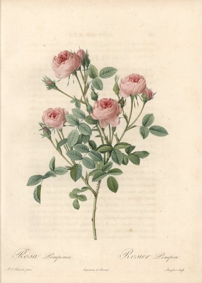 Rose de Meaux met roze bloemen - Ets van Langlois, gebaseerd op een illustratie van Pierre Joseph Redoute (1759-1840), uit Les Roses door Pierre Joseph Redouté