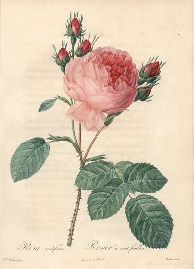 Rose honderd bladeren - Ets van Charlin, gebaseerd op een illustratie van Pierre Joseph Redoute (1759-1840), uit Les Roses door Pierre Joseph Redouté