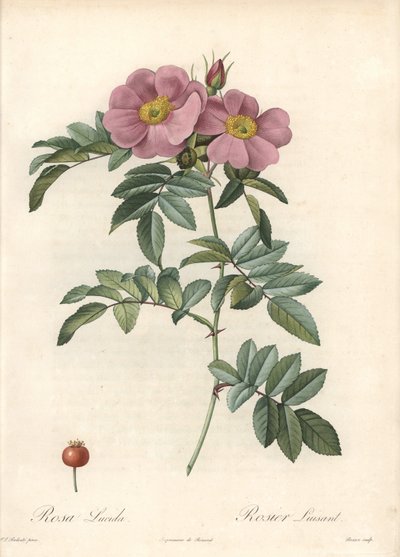 Roos van Virginia, met roze bloemen - Eau forte de Bessin, gebaseerd op een illustratie van Pierre Joseph Redoute, uit Les Roses door Pierre Joseph Redouté