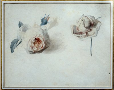 Rozenstudie Aquarel door Pierre Joseph Redoute (1759-1840) 19e eeuw Malmaison, musee du chateau. door Pierre Joseph Redouté