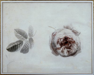 Rozenstudie Aquarel door Pierre Joseph Redoute (1759-1840) 19e eeuw Malmaison, musee du chateau. door Pierre Joseph Redouté
