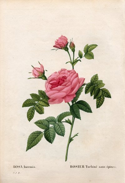 Roos zonder doorn, Rosa francofurtana variëteit, Rosier turbine zonder doorn. Handgekleurde stipple kopergravure uit Pierre Joseph Redoute