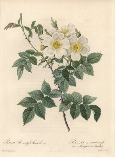 Korte stijl roos, variëteit met gele en witte bloemen - Ets door Langlois Charlin, naar een illustratie van Pierre Joseph Redoute (1759-1840), uit Les Roses door Pierre Joseph Redouté
