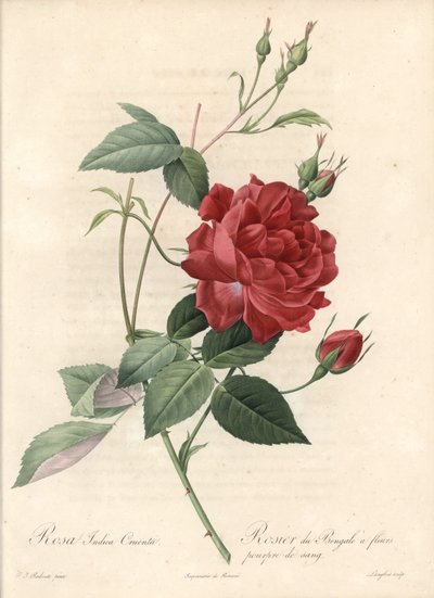 Chinese roos - Ets door Langlois, naar een illustratie van Pierre Joseph Redoute (1759-1840), uit Les Roses door Pierre Joseph Redouté
