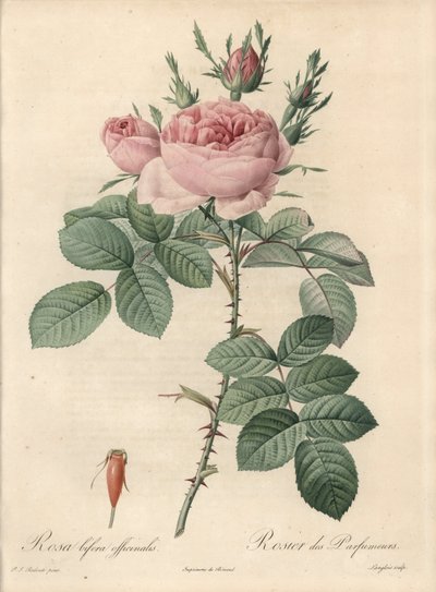 Rosier de Damascus - Ets door Langlois, naar een illustratie van Pierre Joseph Redoute (1759-1840), uit Les Roses door Pierre Joseph Redouté
