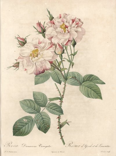 Rosier de Damascus, variëteit York en Lancaster - Eau forte de Bessin, uit een illustratie van Pierre Joseph Redoute, uit Les Roses door Pierre Joseph Redouté