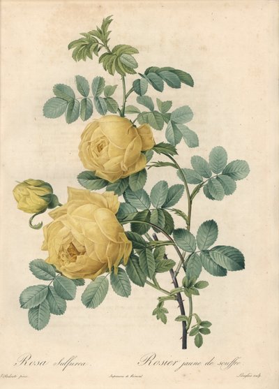 Rosier des Turks - Ets door Langlois, naar een illustratie van Pierre Joseph Redoute (1759-1840), uit Les Roses door Pierre Joseph Redouté