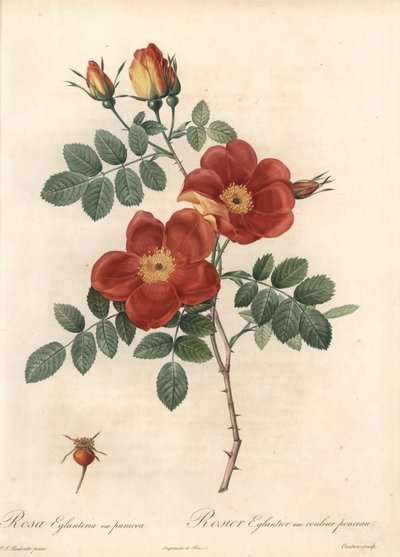 Rosier fetide of braam van Oostenrijk - Ets van Coutan, gebaseerd op een illustratie van Pierre Joseph Redoute (1759-1840), uit Les Roses door Pierre Joseph Redouté