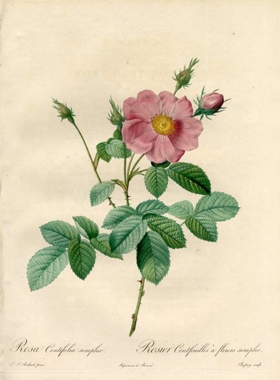 Rosier honderd bladeren met eenvoudige bloemen - Eau forte de Chapuy, uit een illustratie van Pierre Joseph Redoute, uit Les Roses door Pierre Joseph Redouté