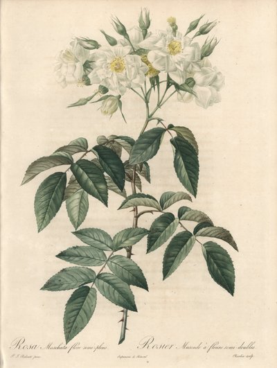 Rosier musque, met dubbele bloemen - Ets van Charlin, uit een illustratie van Pierre Joseph Redoute (1759-1840), extract uit Les Roses door Pierre Joseph Redouté