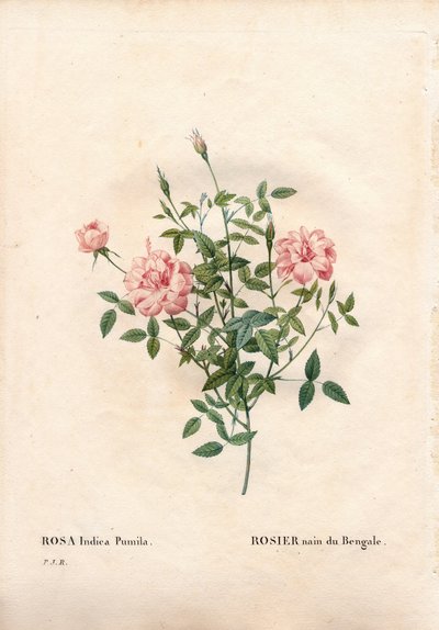 Rouletii roos, Rosa chinensis var. minima Rouletii, Bengaalse dwergroos. Handgekleurde stipple kopergravure uit Pierre Joseph Redoute