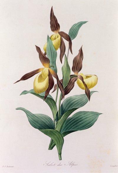 Sabot des Alpes door Pierre Joseph Redouté